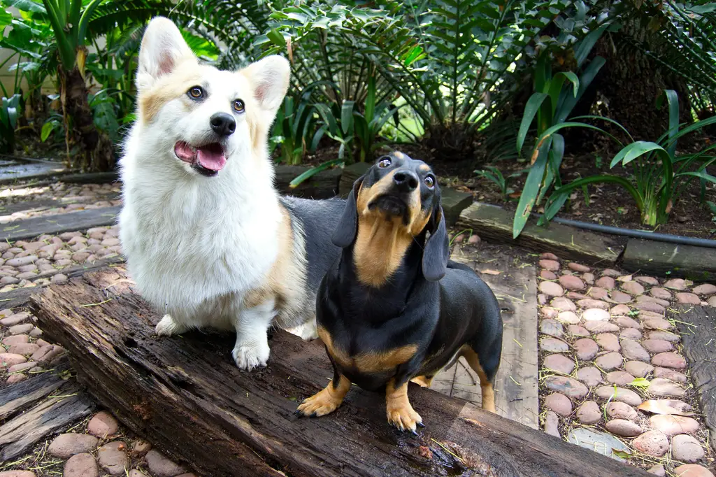 飼養入門：超好養的小型犬推薦