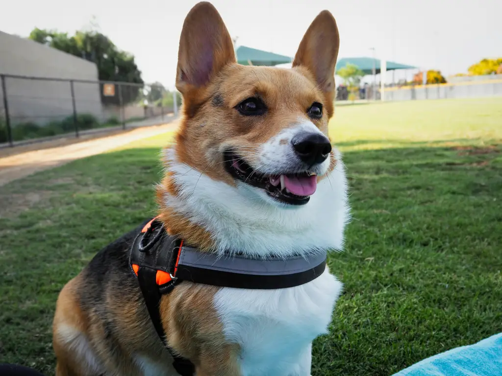 小型犬飼養指南：選擇最適合你的小夥伴