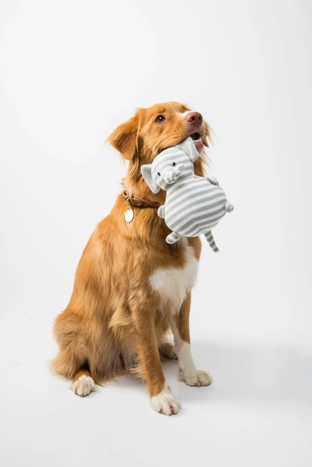 小可愛大魅力！精選十大最適合台灣飼養的小型犬