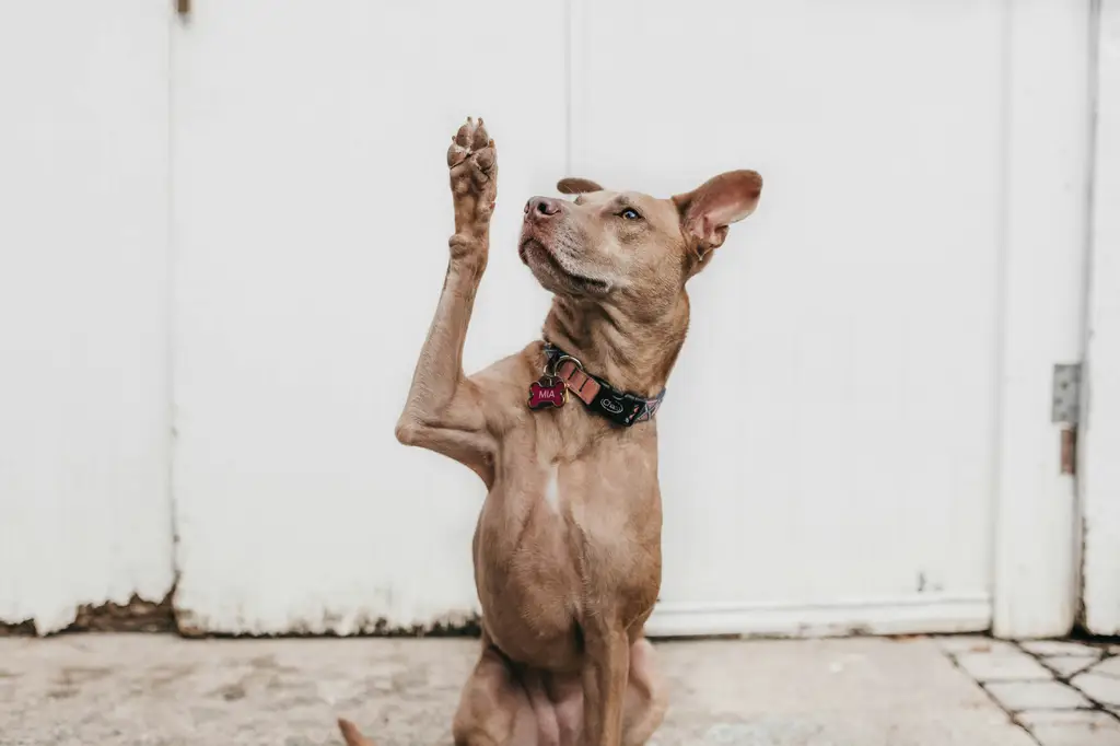 台灣中小型犬品種指南：與你毛茸茸夥伴的完美相遇