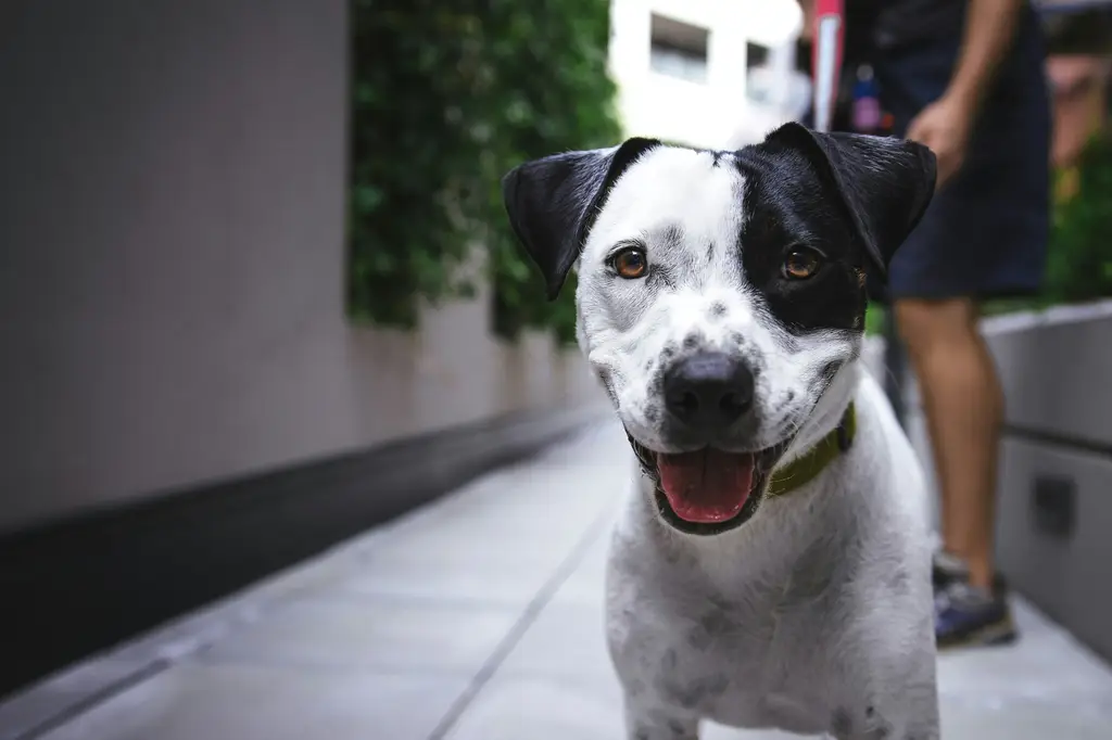 台灣小型犬品種指南：擁抱毛茸茸的可愛魅力