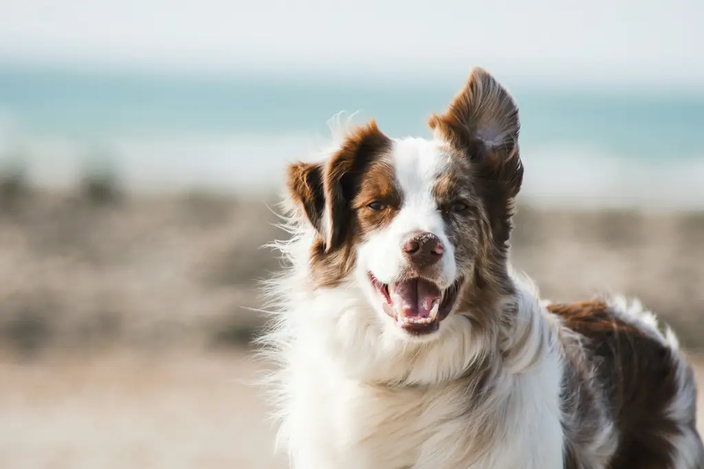 想養卡哇伊小型犬？最全面台灣小型犬指南