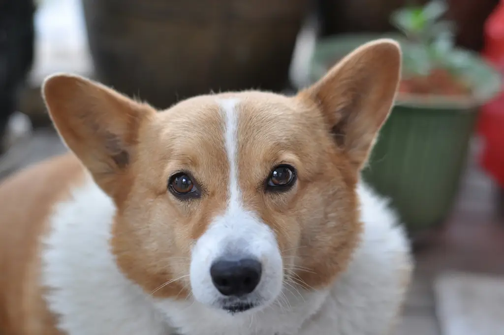 新手養狗品種大評比：初學者必知犬種指南