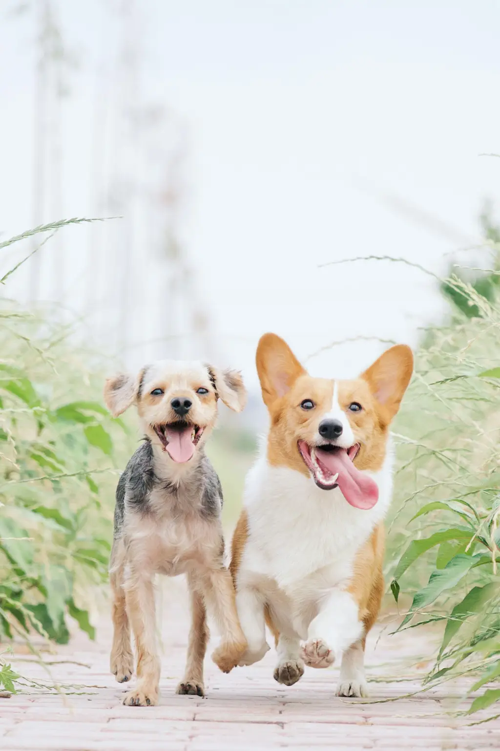 新手推薦養什麼狗？養狗新手的飼養指南